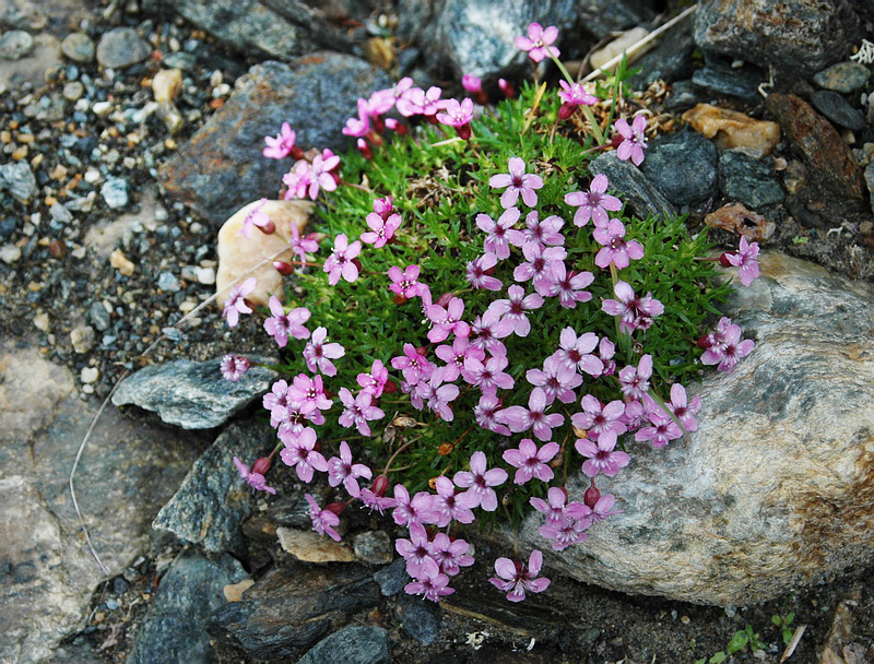 Image of Silene acaulis specimen.