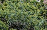 Nitraria sibirica. Ветвь с соплодиями. Китай, пров. Ганьсу, национальный парк \"Данься\", ≈ 1500 м н.у.м., глинистый сухой склон. 04.06.2025.