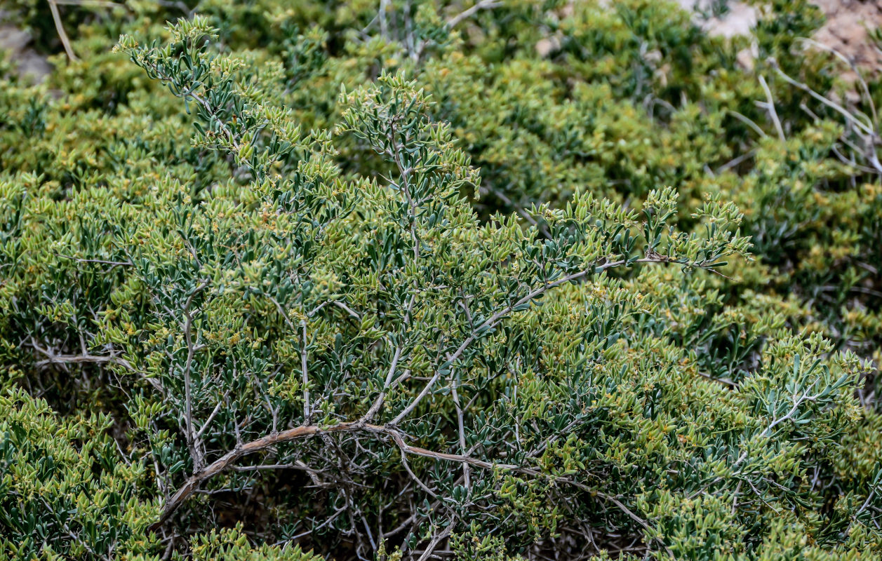 Image of Nitraria sibirica specimen.