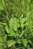 Betonica officinalis