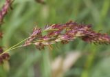 Sorghum halepense