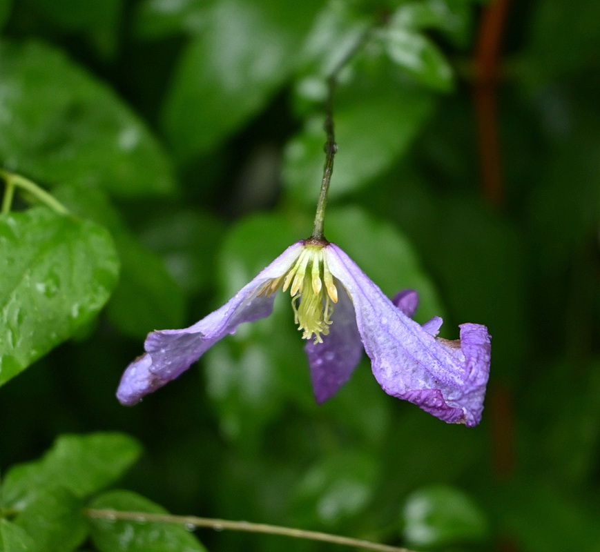 Image of Clematis viticella specimen.