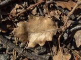 Quercus pubescens. Сухой прошлогодний лист. Крым, окр. пос. Новый Свет, государственный ботанический заказник \"Новый Свет\", гора Караул-Оба, скалистый западный склон. 14.04.2025.