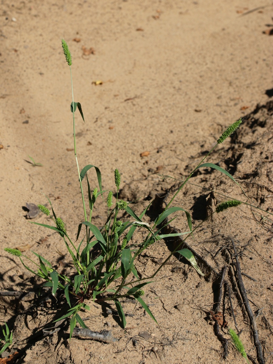 Изображение особи Setaria viridis.