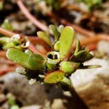 Portulaca oleracea. Верхушка побега с плодами. Хабаровский край, г. Комсомольск-на-Амуре, зарастающий карьер. 14.09.2025.