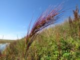 Echinochloa caudata