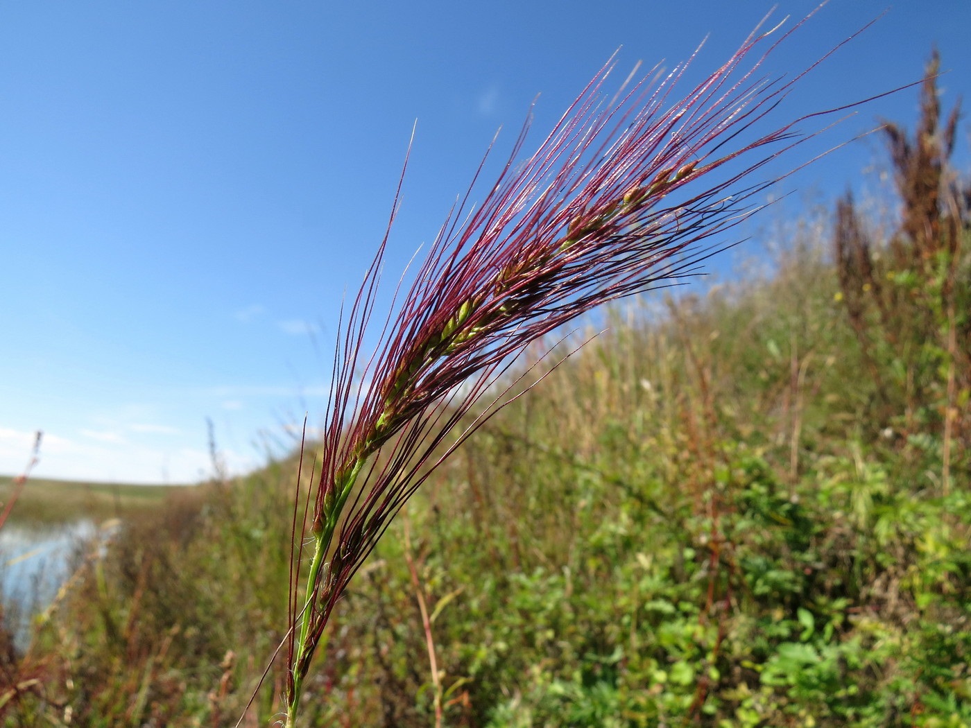 Image of Echinochloa caudata specimen.