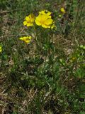 Potentilla aurea