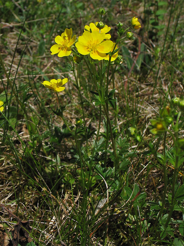 Image of Potentilla aurea specimen.