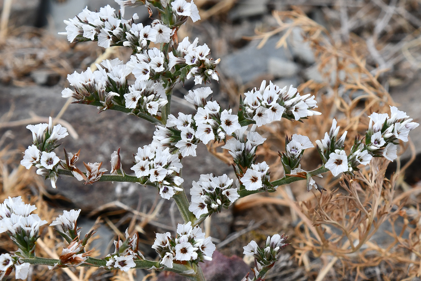 Image of Goniolimon cuspidatum specimen.