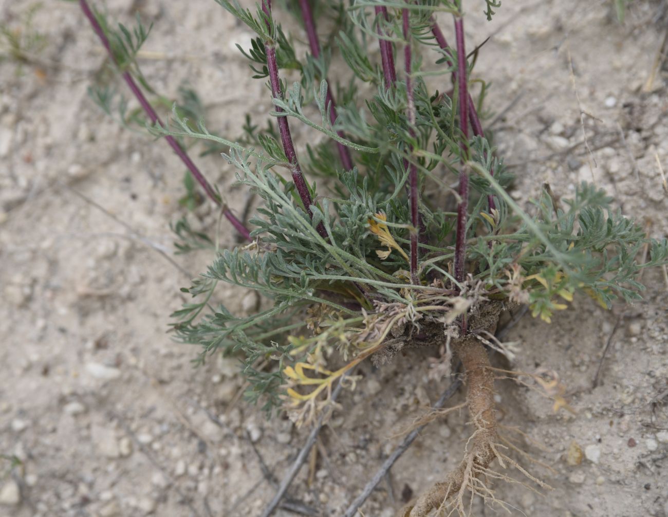 Image of genus Artemisia specimen.