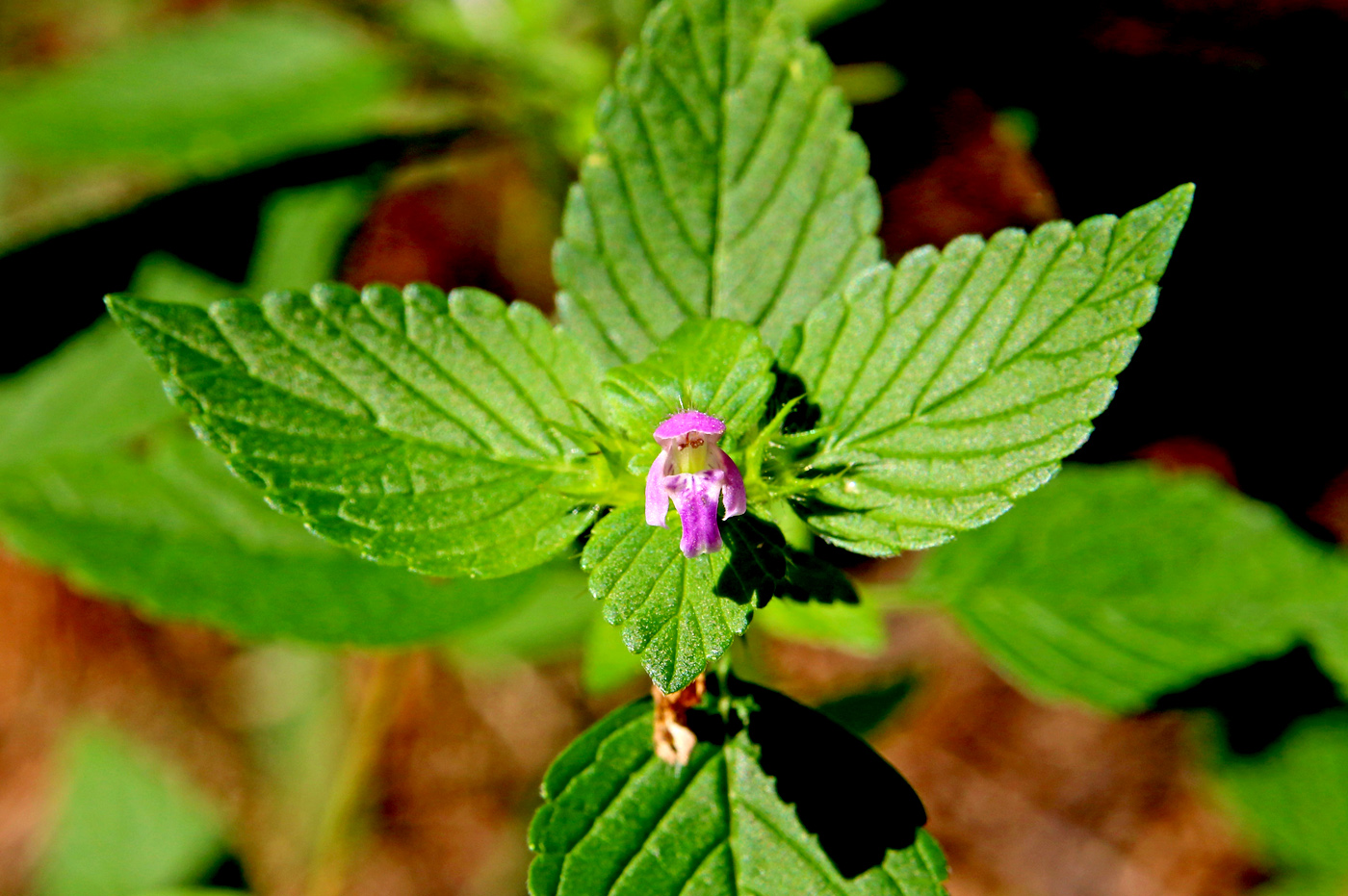 Image of Galeopsis bifida specimen.
