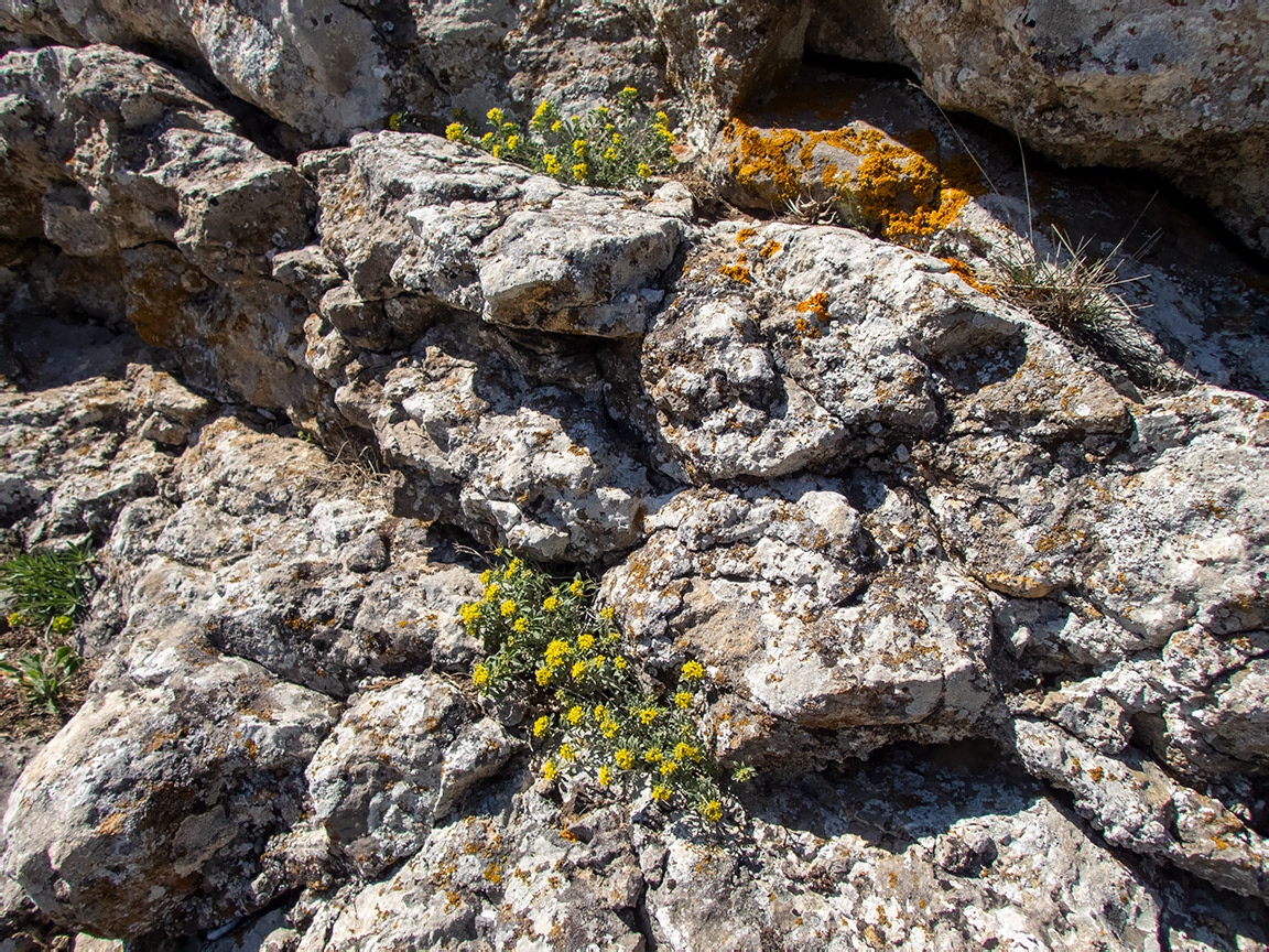 Изображение особи род Odontarrhena.