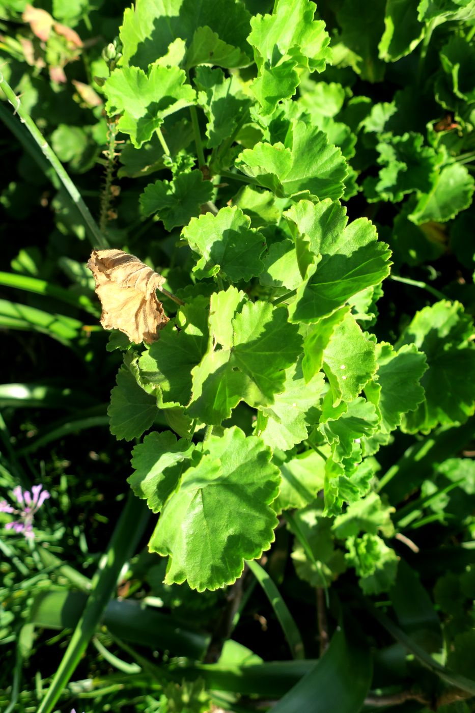 Image of Pelargonium cucullatum specimen.