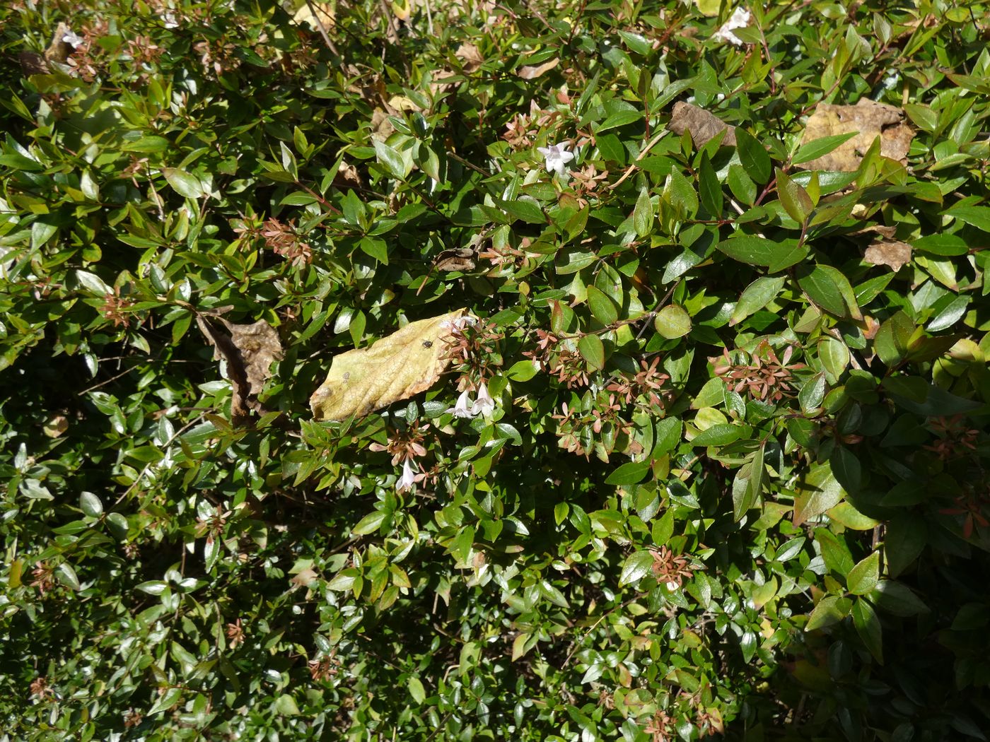 Image of Unknown species specimen.