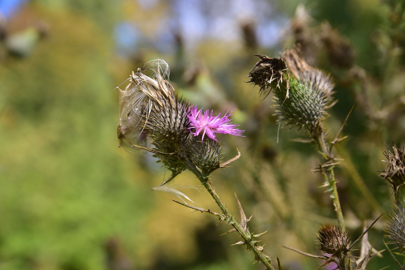 Image of genus Cirsium specimen.