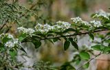 Cotoneaster multiflorus. Часть ветви с соцветиями. Китай, пров. Ганьсу, хр. Циляньшань, дол. Матисы, ≈ 2600 м н.у.м., каменистый склон. 05.06.2025.