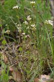 Draba muralis