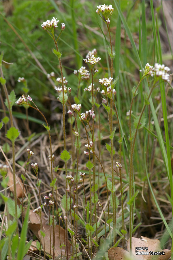 Image of Draba muralis specimen.