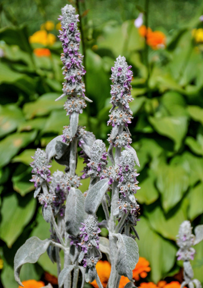 Image of Stachys byzantina specimen.