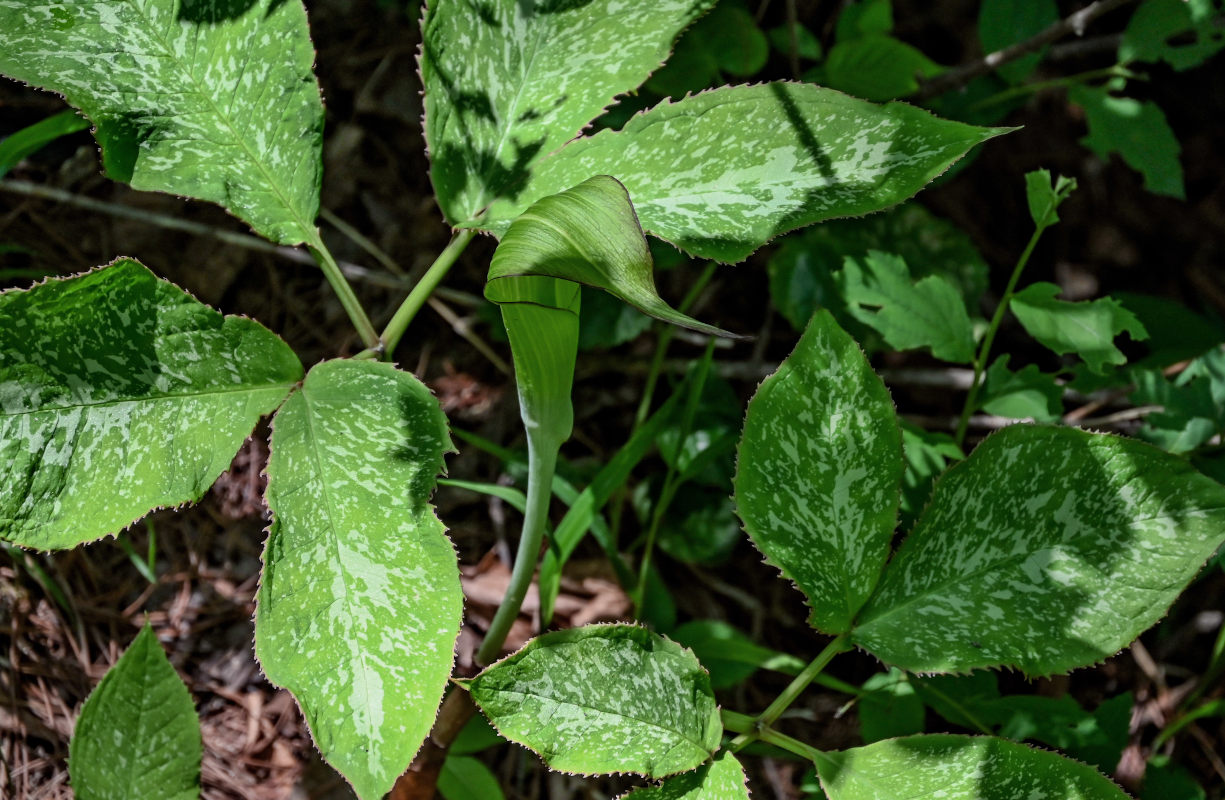 Изображение особи Arisaema bockii.
