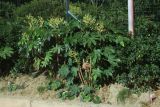 Fatsia japonica. Цветущее растение. Китай, г. Шанхай, в придорожном озеленении. 23.02.2026.