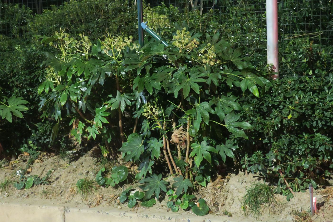 Image of Fatsia japonica specimen.