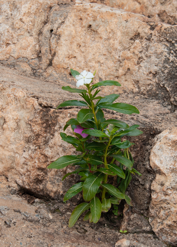 Image of Catharanthus roseus specimen.