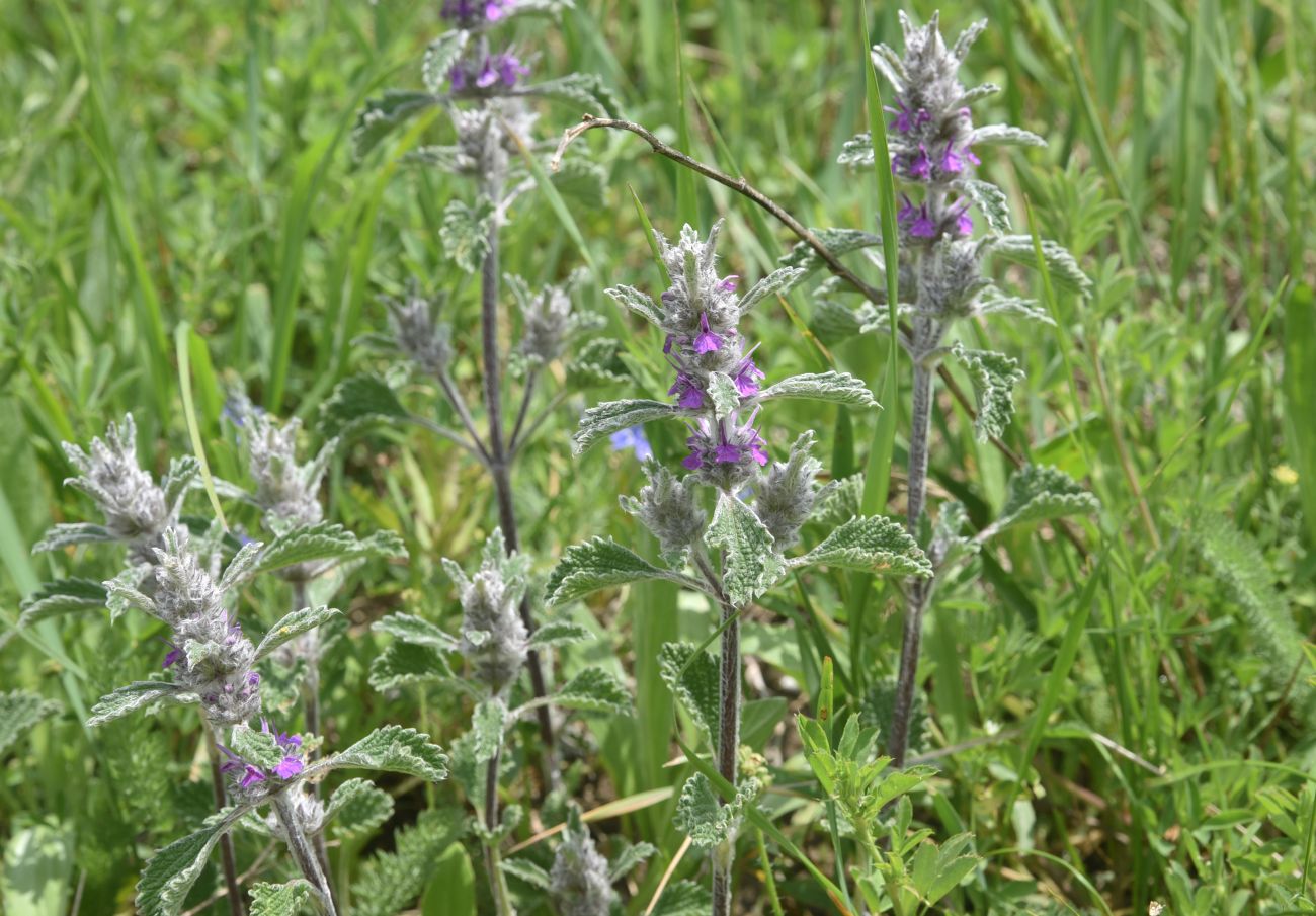 Image of genus Stachys specimen.