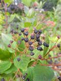 Ceanothus americanus. Ветвь со зрелыми плодами. Тульская обл., Венёвский р-н, в культуре. 10.09.2013.
