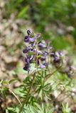 Corydalis subjenisseensis