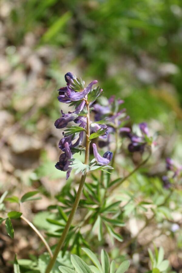 Image of Corydalis subjenisseensis specimen.