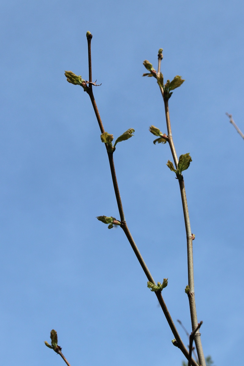 Image of Platanus occidentalis specimen.