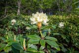 Rhododendron aureum. Верхушка цветущего побега под кроной Betula lanata. Приморский край, Чугуевский р-н, гора Голец, 1400 м н.у.м., елово-каменноберезовое редколесье, кромка каменной осыпи. 12.06.2026.