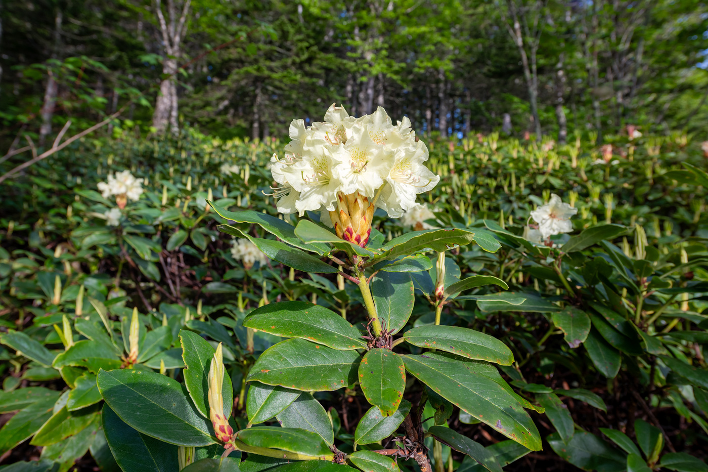 Image of Rhododendron aureum specimen.