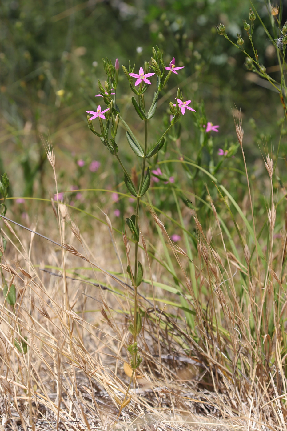 Image of Centaurium tenuiflorum specimen.