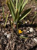 Tulipa neustruevae