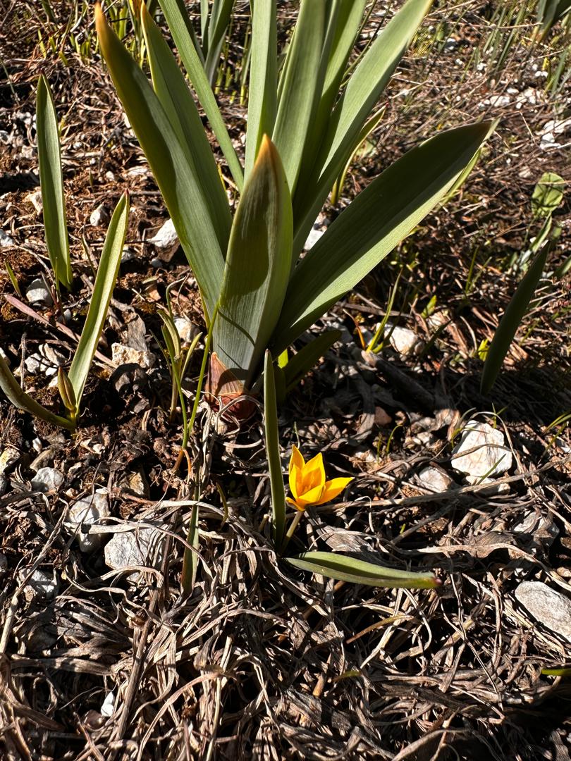 Image of Tulipa neustruevae specimen.