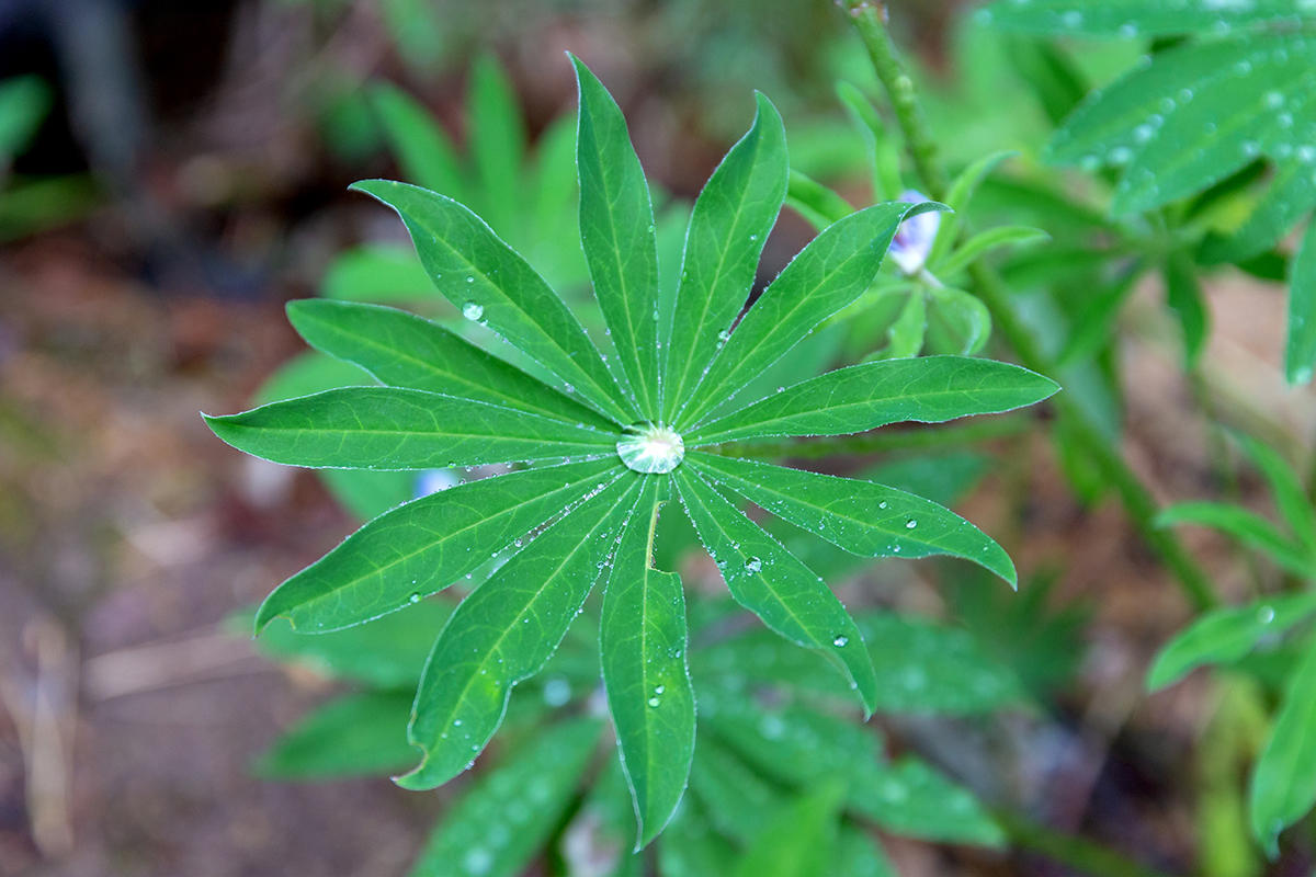 Изображение особи Lupinus polyphyllus.
