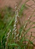 genus Melica. Соцветия. Китай, пров. Ганьсу, хр. Циляньшань, дол. Матисы, ≈ 2600 м н.у.м., у подножия скалы. 05.06.2025.