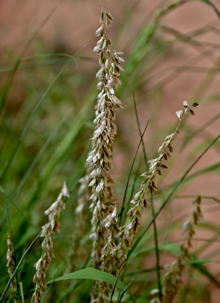 Image of Melica tangutorum specimen.