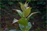 Inula helenium. Верхушка побега с развивающимися листьями. Московская обл., Раменский р-н, окр. дер. Хрипань, садовый участок. 21.07.2026.