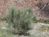 род Ephedra