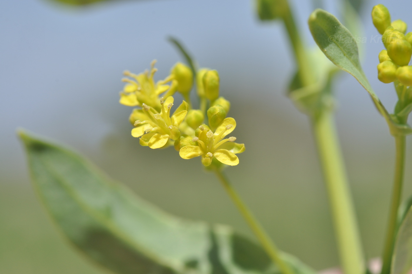 Изображение особи Isatis tinctoria var. yezoensis.
