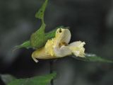 genus Impatiens. Цветок и часть погрызенного листа. Южный Китай, пров. Хунань, парк Zhangjiajie National Forest Park, лес. 5 октября 2017 г.
