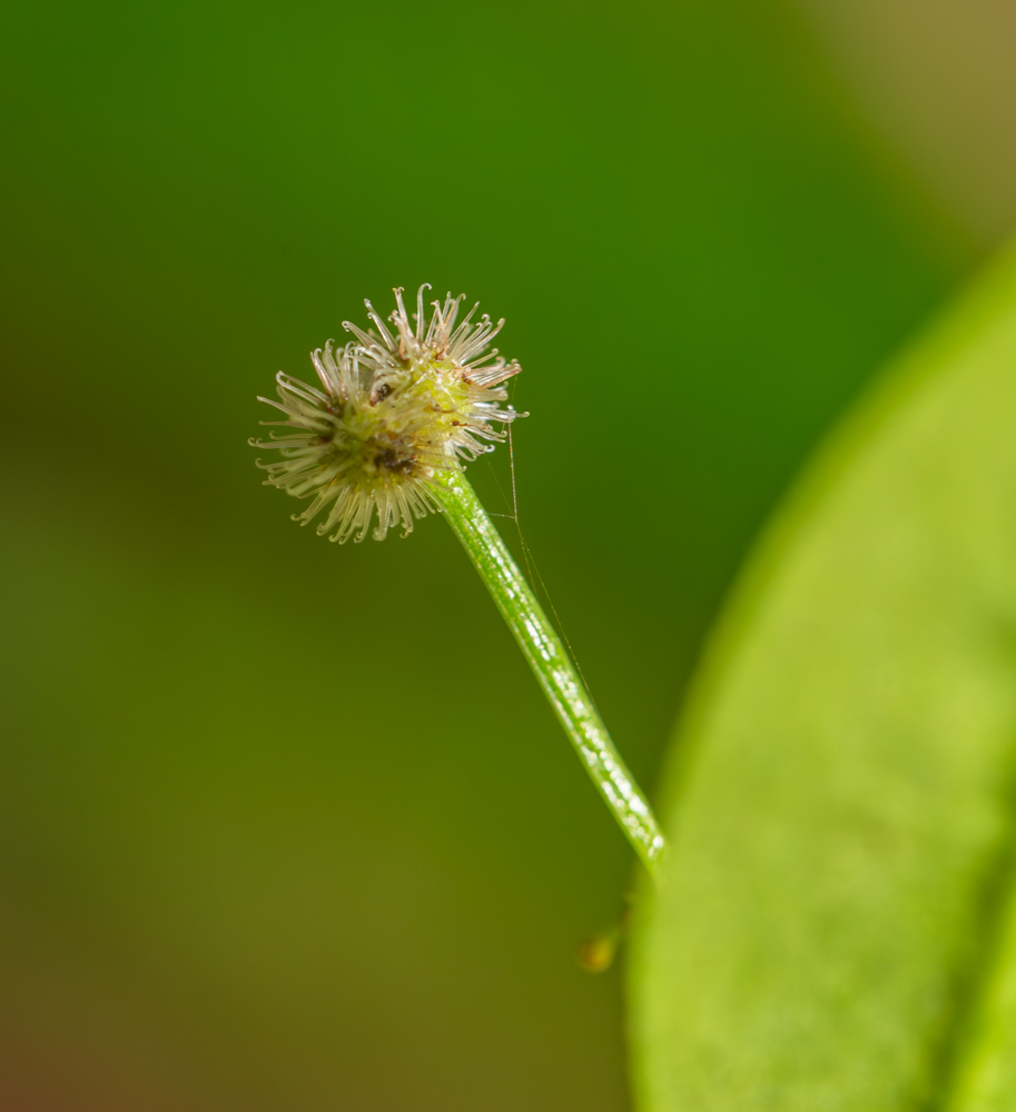 Изображение особи Galium odoratum.