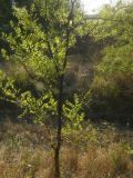 Ulmus pumila. Часть кроны молодого дерева. Республика Молдова, муниципалитет Кишинёв, г. Кодру, пустырь. 22 августа 2026 г.