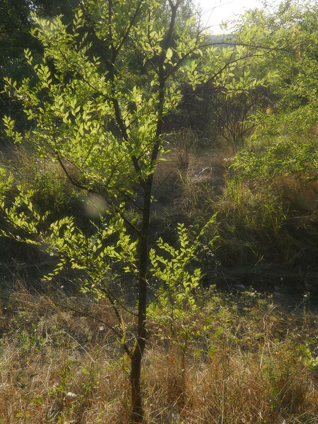 Image of Ulmus pumila specimen.