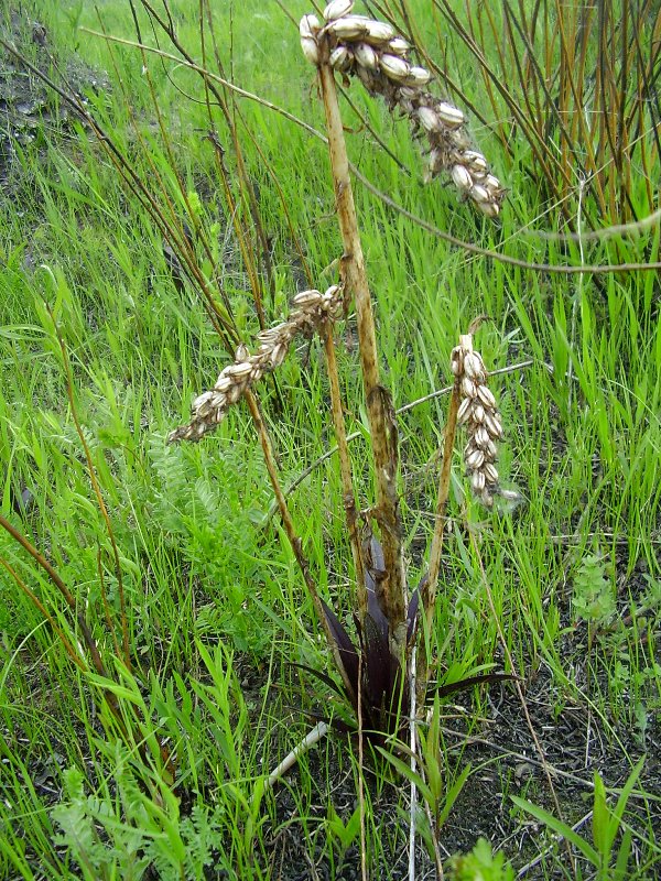 Image of Dactylorhiza incarnata specimen.