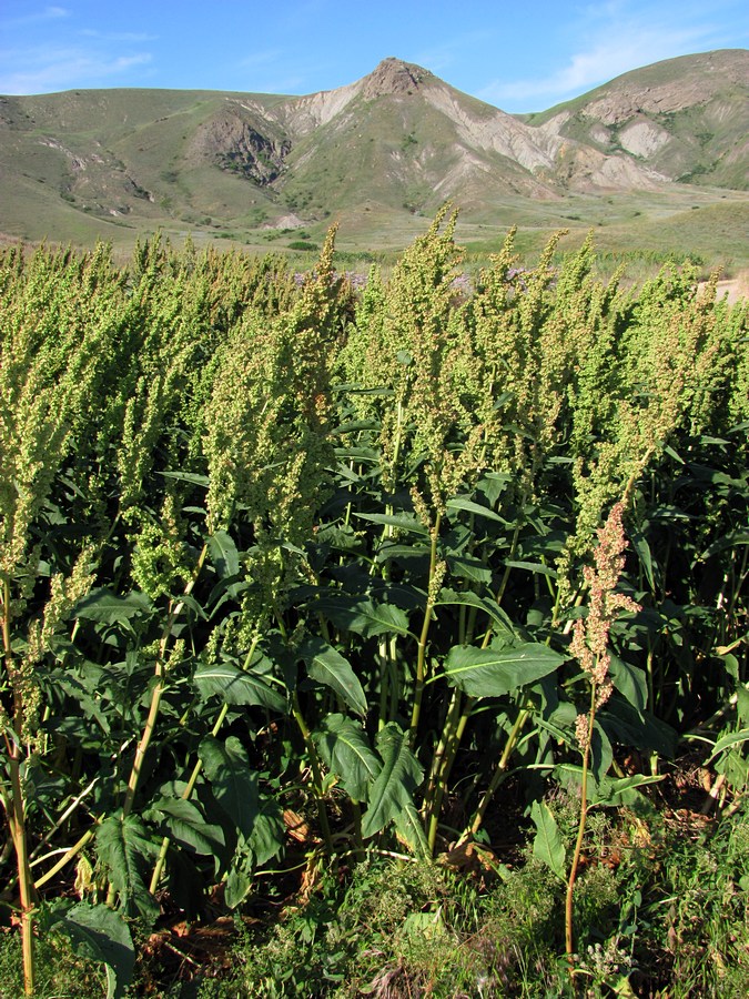 Image of Rumex confertus specimen.